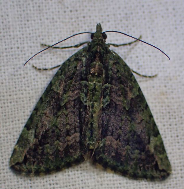 Chloroclysta siterata - salátazöld araszoló