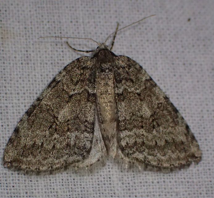 Epirrita christyi/dilutata