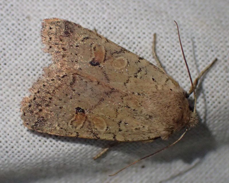 Propenistra laevis - könnyű őszibagoly