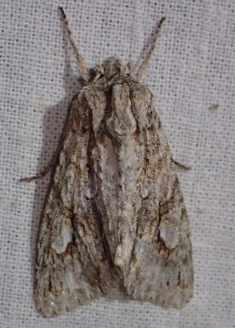 Meganephria bimaculosa - kétfoltos szilbagoly