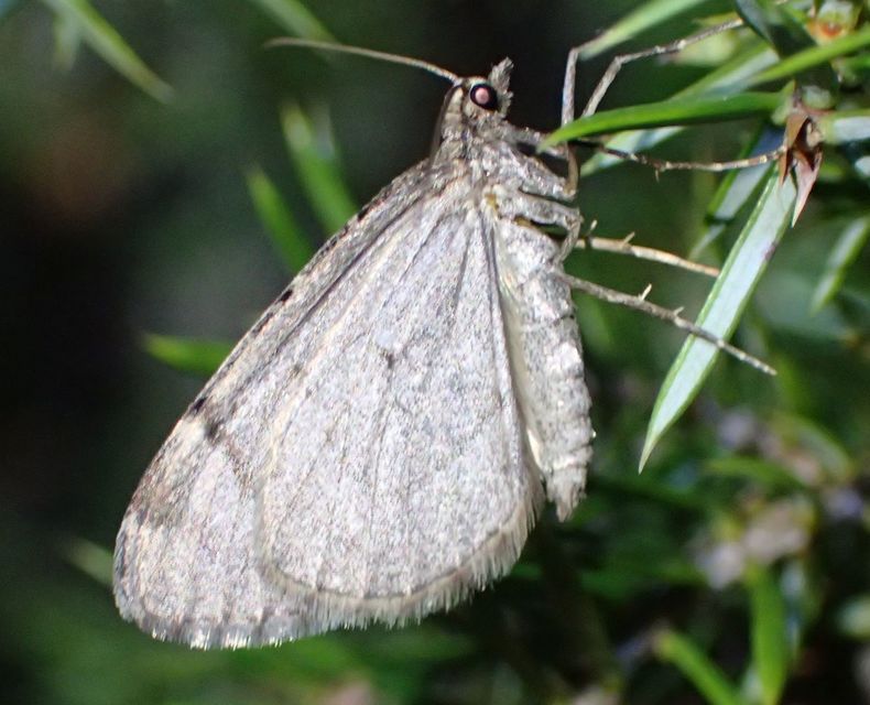 Thera juniperata - boróka-araszoló