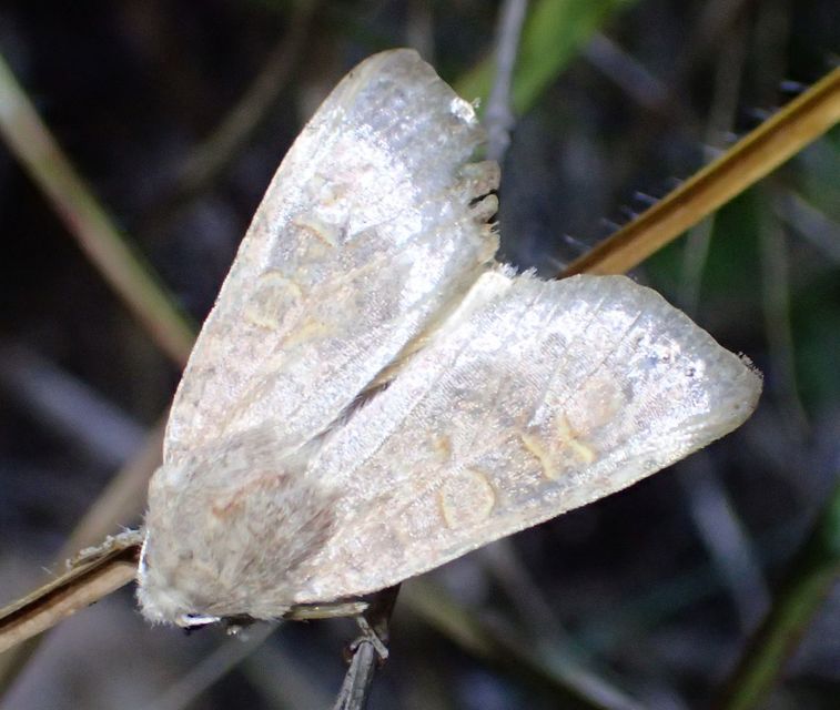 Cirrhia ocellaris - fakó sárgabagoly