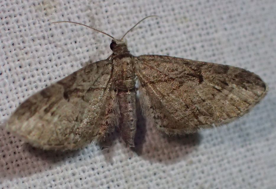 Eupithecia ericeata - feketefenyő-törpearaszoló