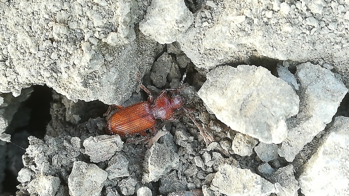 Carterus angustipennis lutshniki - balkáni sztyeppfutó