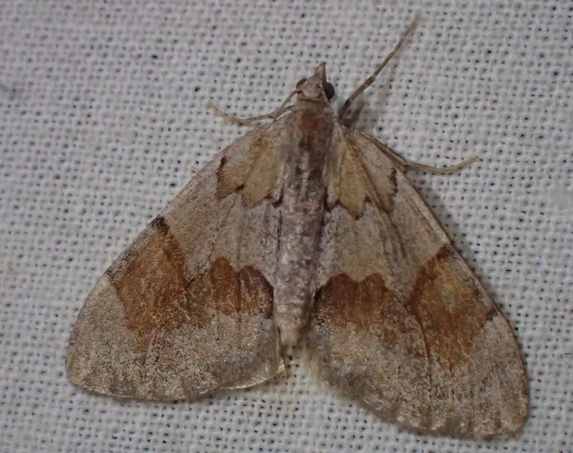 Pennithera firmata - sárgásvörös fenyőaraszoló
