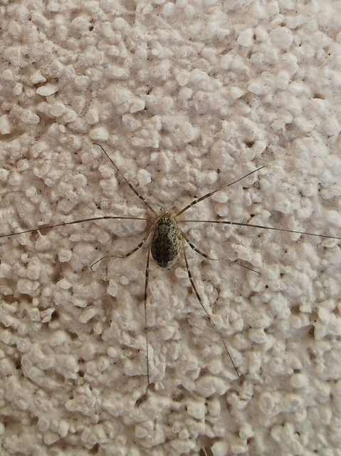 Opilio saxatilis
