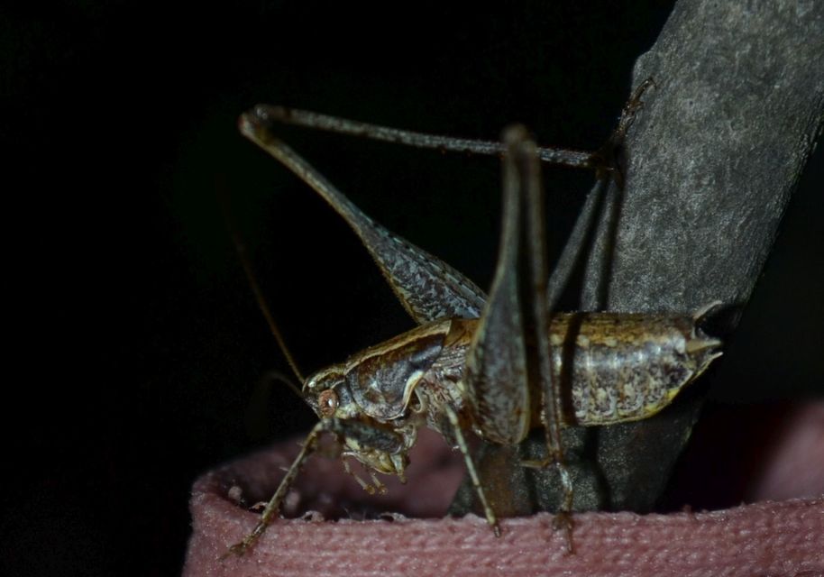 Rhacocleis germanica - német szöcske