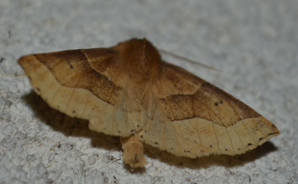 Crocallis tusciaria - barna sávosaraszoló