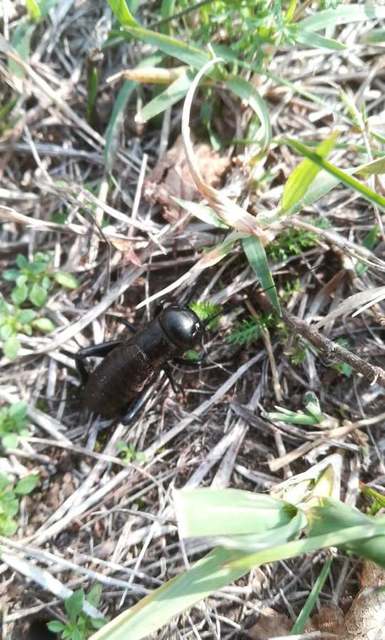 Gryllus campestris - mezei tücsök