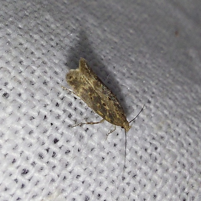Scrobipalpa ocellatella - répaaknázó sarlósmoly