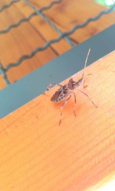 Leptoglossus occidentalis - nyugati levéllábú poloska