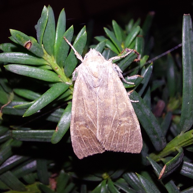 Cirrhia ocellaris - fakó sárgabagoly