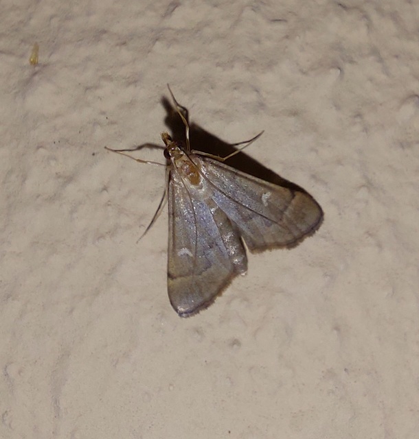 Dolicharthria punctalis - hosszúlábú tűzmoly