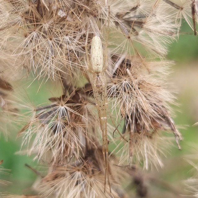 Tetragnatha