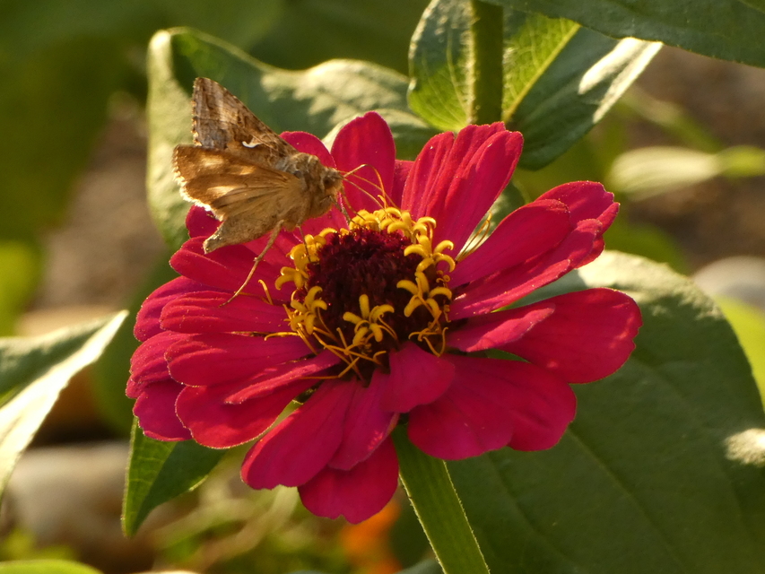 Autographa gamma - gammalepke