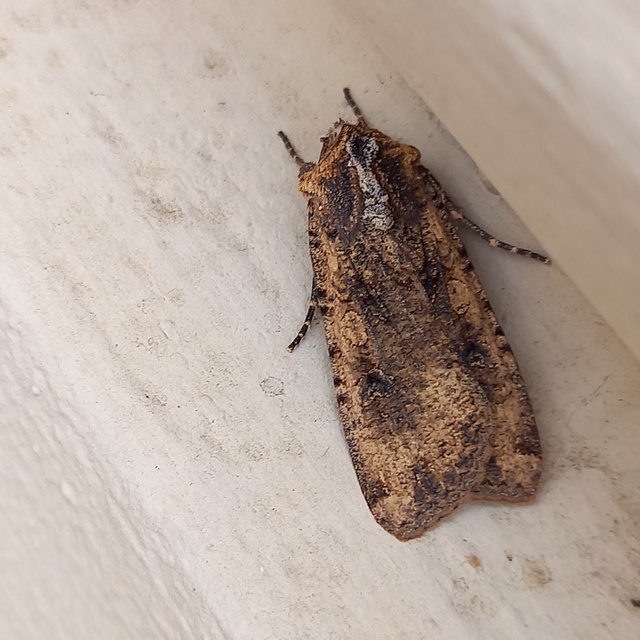 Peridroma saucia - vándor földibagoly