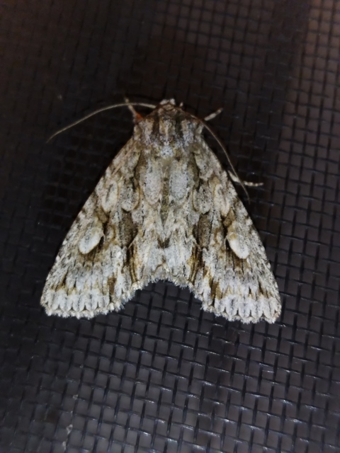 Meganephria bimaculosa - kétfoltos szilbagoly