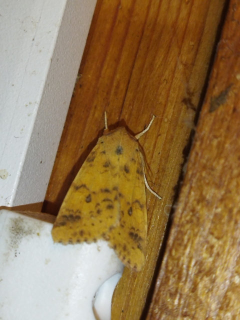Cirrhia gilvago - foltos sárgabagoly