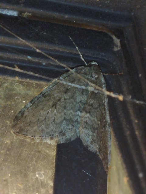 Epirrita christyi/dilutata