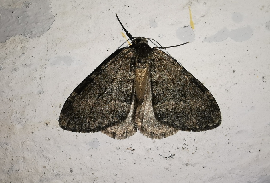 Epirrita christyi/dilutata