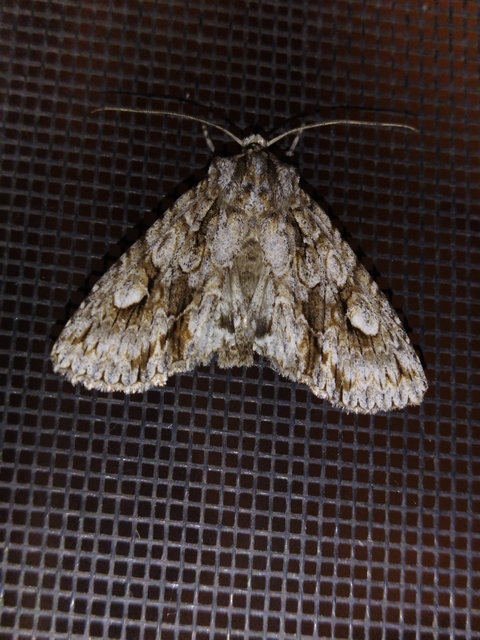 Meganephria bimaculosa - kétfoltos szilbagoly