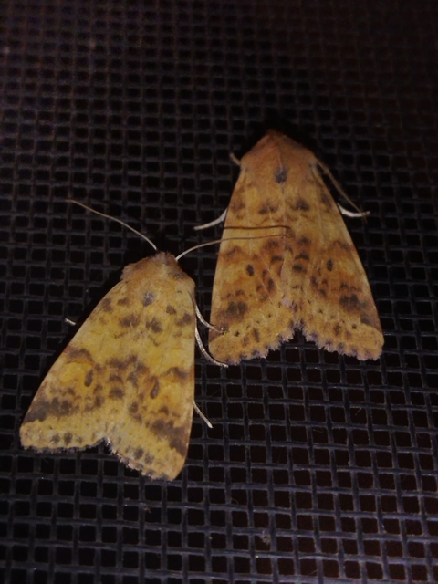 Cirrhia gilvago - foltos sárgabagoly
