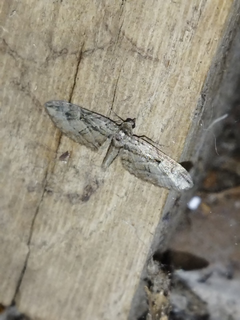 Eupithecia ericeata - feketefenyő-törpearaszoló