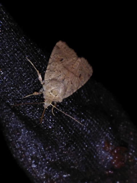 Propenistra laevis - könnyű őszibagoly