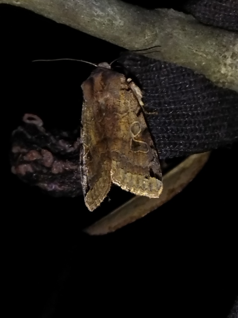 Anchoscelis litura - tarka őszibagoly