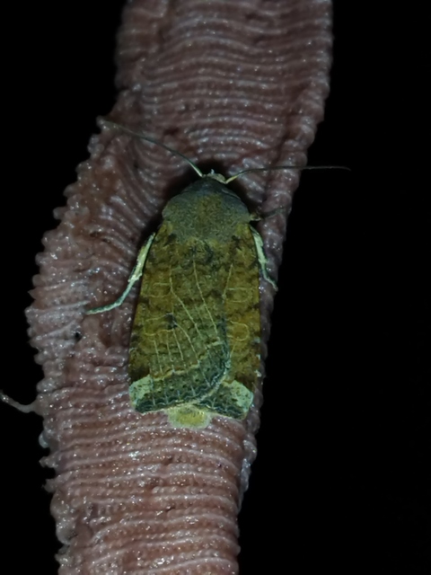 Conistra veronicae - veronika-őszibagoly
