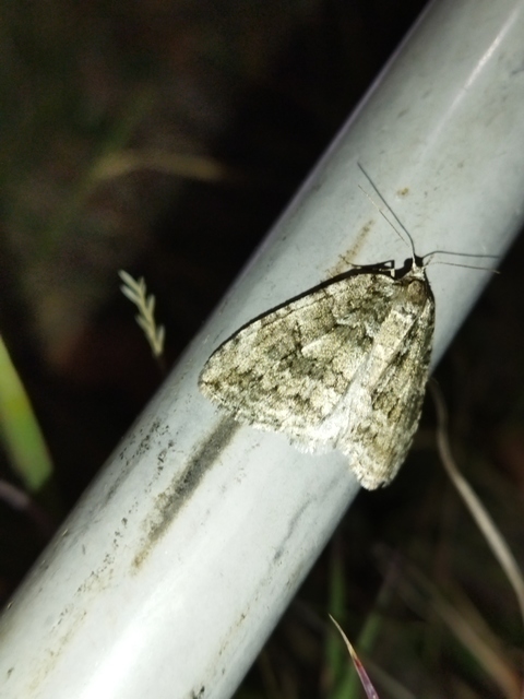 Epirrita christyi/dilutata