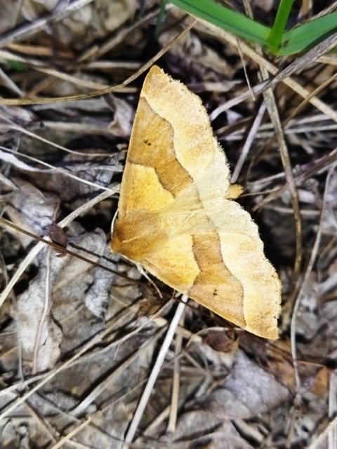 Crocallis tusciaria - barna sávosaraszoló