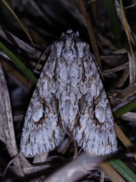 Meganephria bimaculosa - kétfoltos szilbagoly
