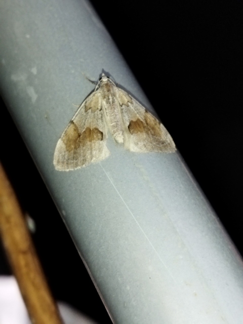 Pennithera firmata - sárgásvörös fenyőaraszoló
