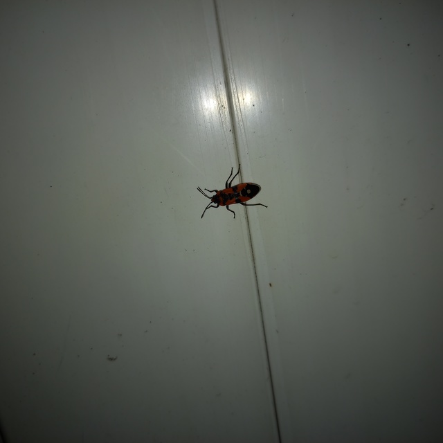 Lygaeus equestris/simulans
