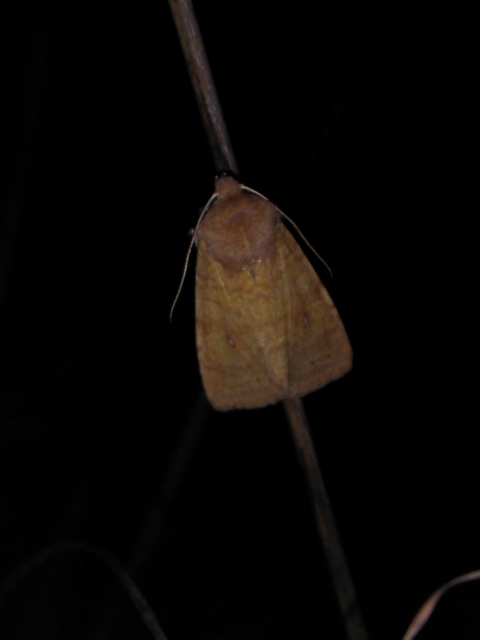 Cirrhia gilvago - foltos sárgabagoly