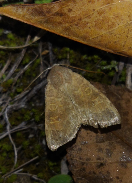 Cirrhia ocellaris - fakó sárgabagoly