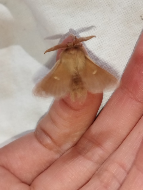 Eriogaster rimicola - vörhenyes gyapjasszövő