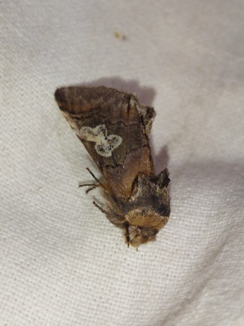 Diloba caeruleocephala - őszi kékesbagoly