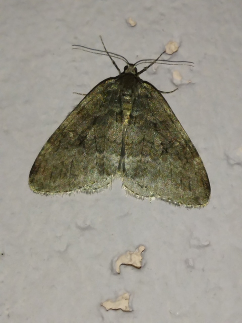 Epirrita christyi/dilutata