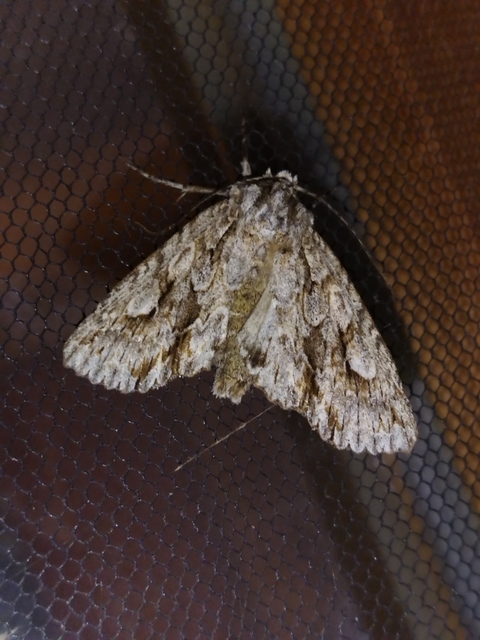 Meganephria bimaculosa - kétfoltos szilbagoly