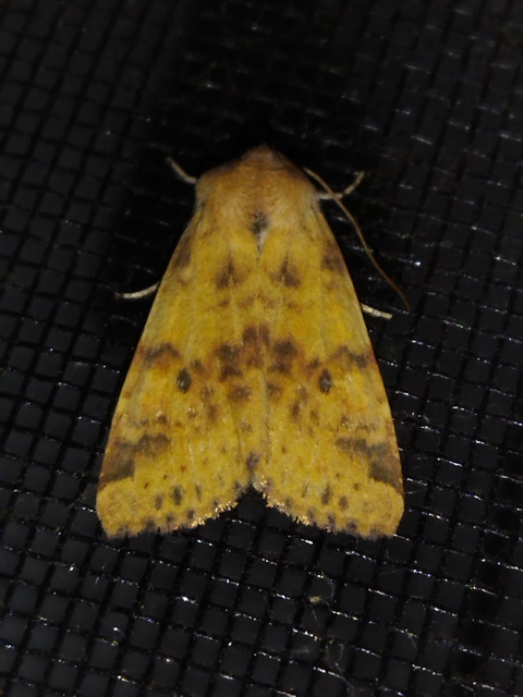 Cirrhia gilvago - foltos sárgabagoly