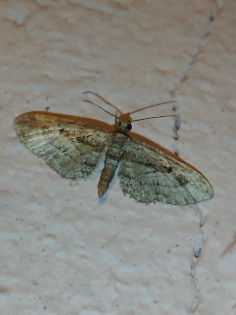 Eupithecia ericeata - feketefenyő-törpearaszoló