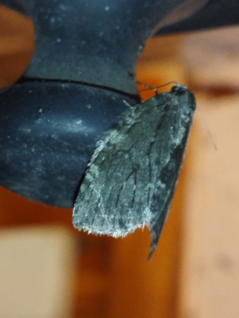Epirrita christyi/dilutata