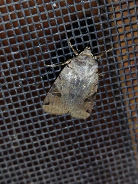 Anchoscelis litura - tarka őszibagoly