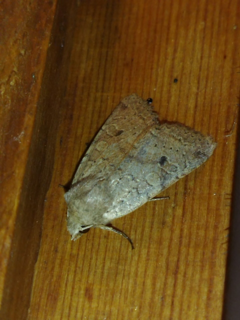 Propenistra laevis - könnyű őszibagoly