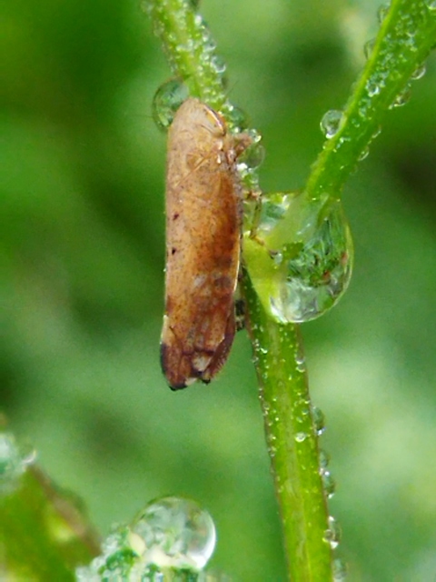 Fieberiella florii