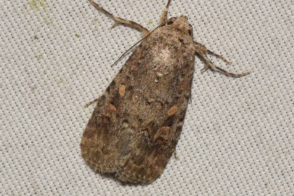 Spodoptera exigua - apró jegyesbagoly