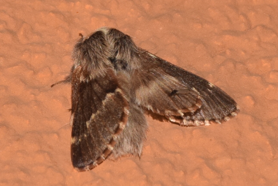 Poecilocampa populi - nyárfaszövő