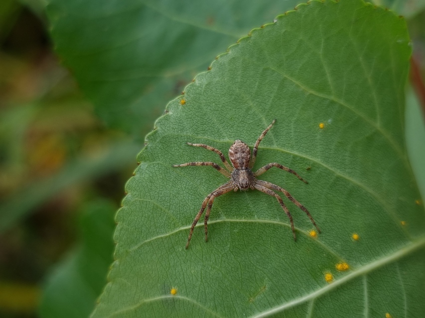 Philodromus